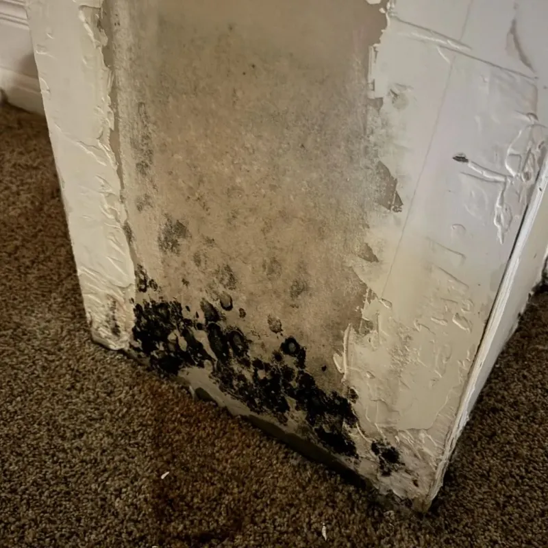 Professional Mold Removal in Madison County, NC